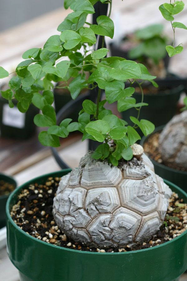 5 Wild Yam Seeds,Dioscorea villosa Perennial, Zones 36. fast