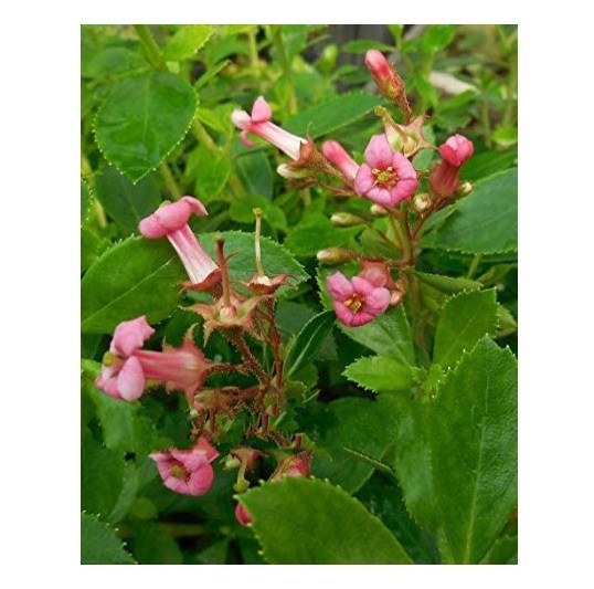 Pink Princess Escallonia x exoniensis 'Fradesii' Flower 3 Potted Plants