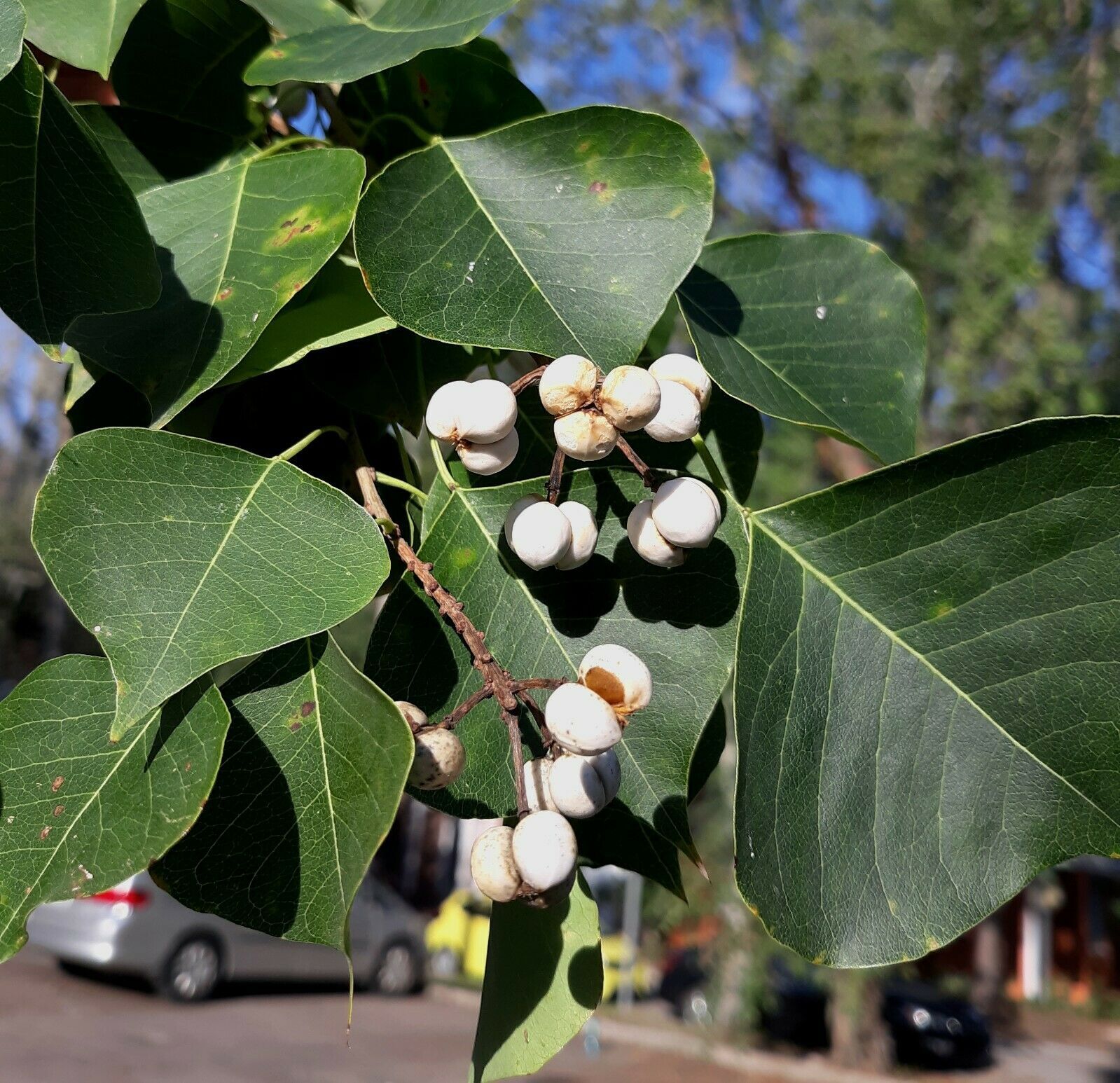 10 Seeds Chinese Tallow Tree Sapium Sebiferum Other Seeds & Bulbs
