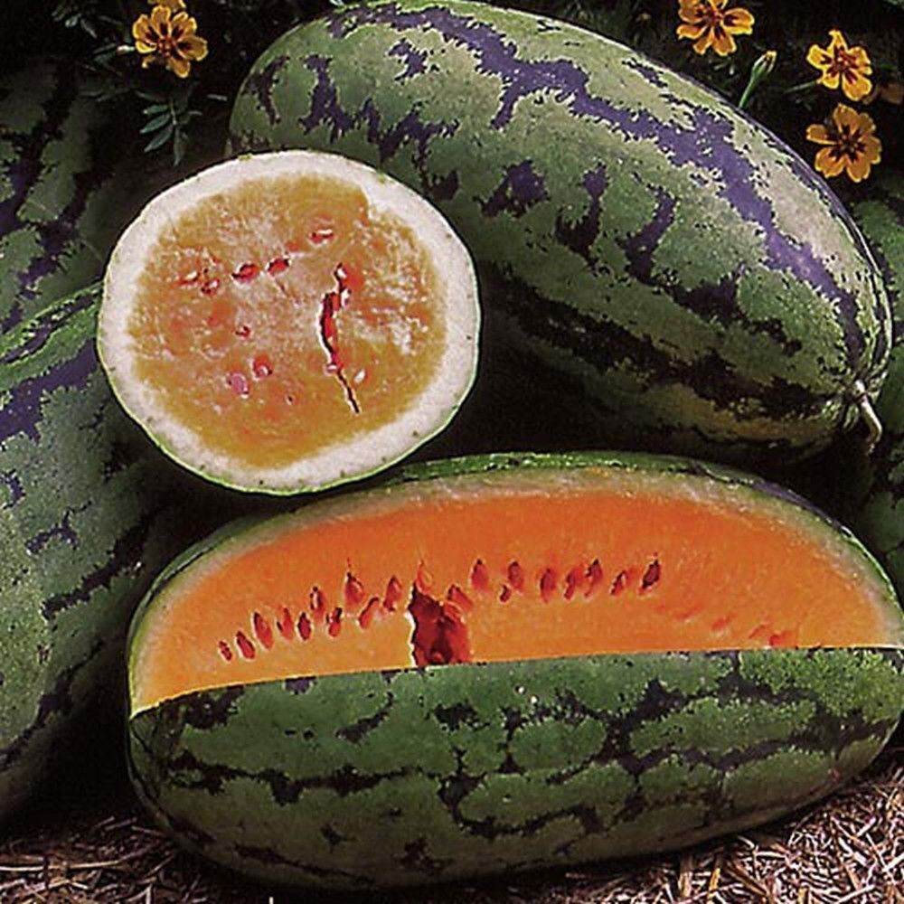 SHIPPED From US, Orangeglo Orange Flesh Watermelon Heirloom, 100 seeds