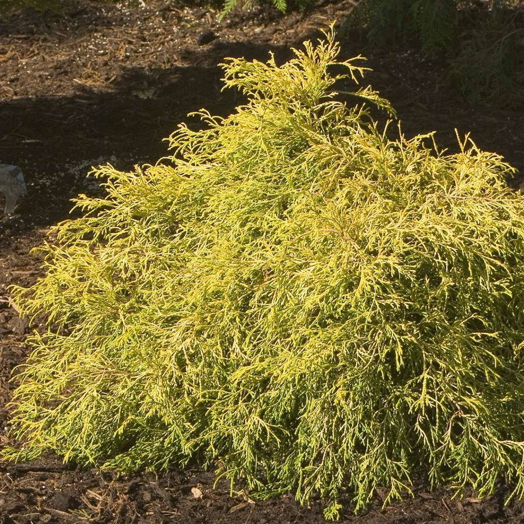 Trade Gallon Pot Gold Mop Weeping Threadleaf Cypress Live Plant - Other ... Gold Mop Cypress