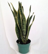 Snake Plant, Mother-In-Law's Tongue - Sanseveria - 8" Pot/unique-from jmbamboo - $46.06