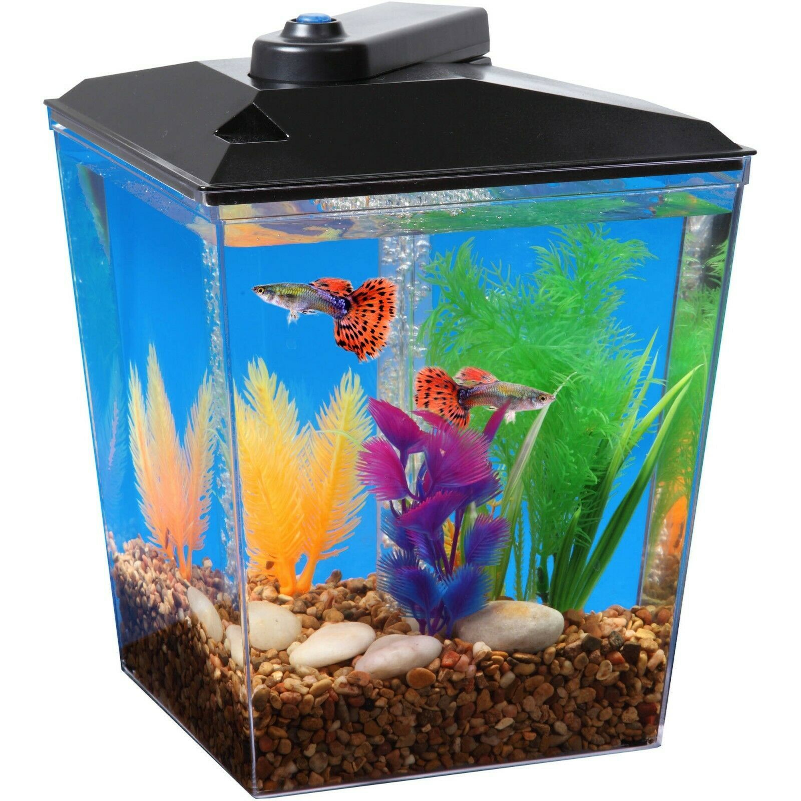 Aqua Culture One Gallon Aquarium Starter Kit with LED Light & Filter ...