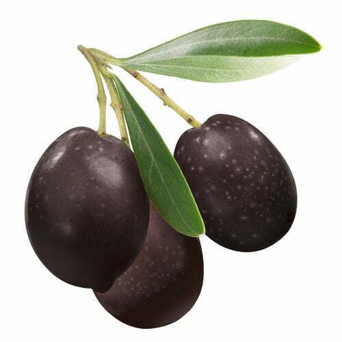 10 Olive Tree Seeds for Planting Olea europaea