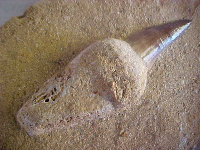 mosasaurus fossil