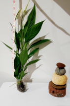 Peace lily Air purify House plant Unpotted Indoor Natural Decor Oraganic - $9.89
