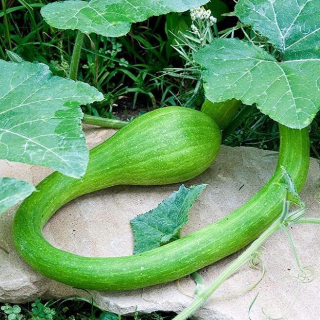 50 SEEDS Climbing Zucchini, Trombocino,Rampicante, Italian Trombone Squash Easy Seeds & Bulbs