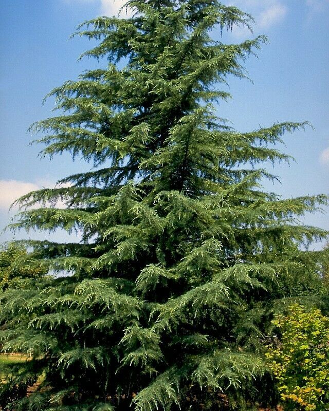 Cedrus Deodara Hardy Deodar Cedar Tree Seeds #grg03 - Seeds & Bulbs