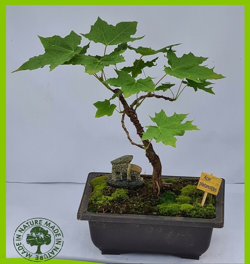 Norway Maple Acer Platanoides Bonsai Trees Seeds Indoor Outdoor Free Dispatch Plants Seedlings Bonsai Gasogas