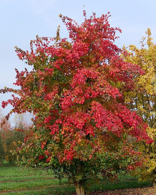 Acer buergerianum - Home & Garden