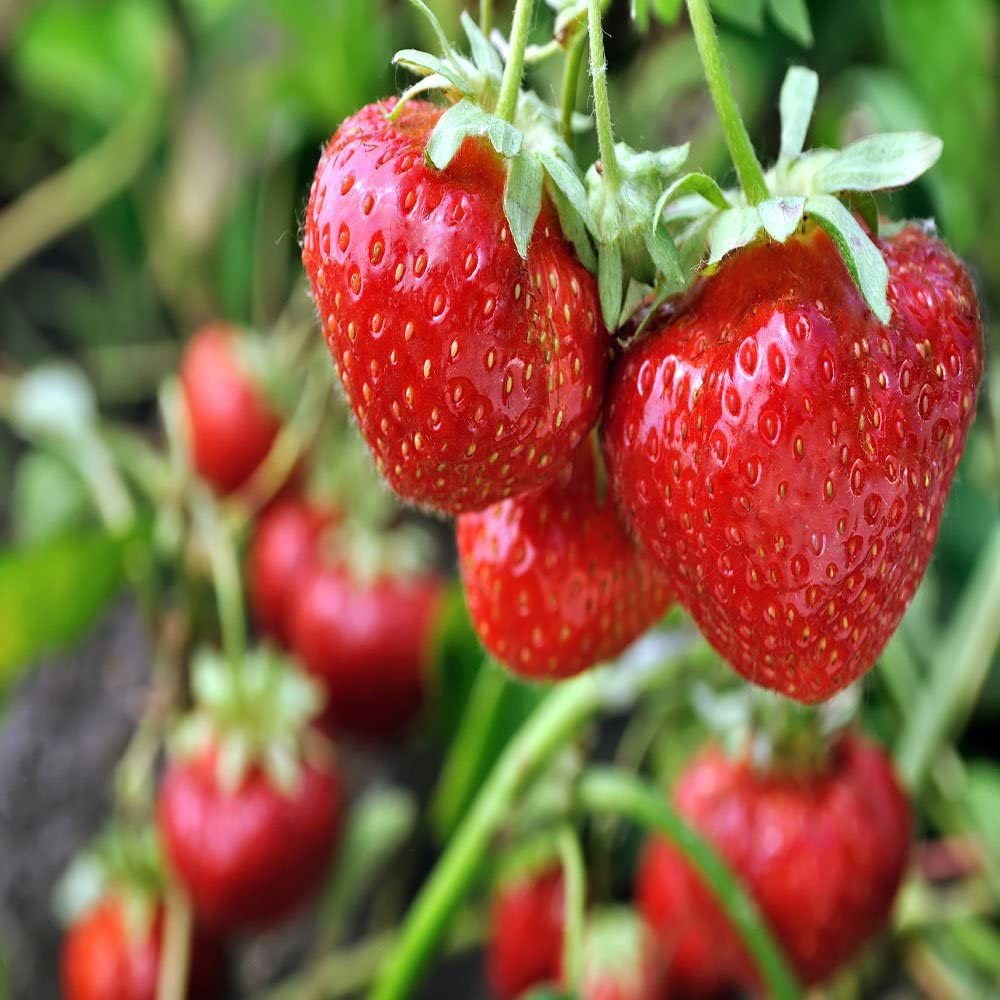 10 Bare Root Sweet Charlie Strawberry Plants Super Sweet Organic Non GMO