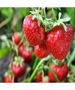10 Bare Root Sweet Charlie Strawberry Plants Super Sweet Organic Non GMO - $26.50