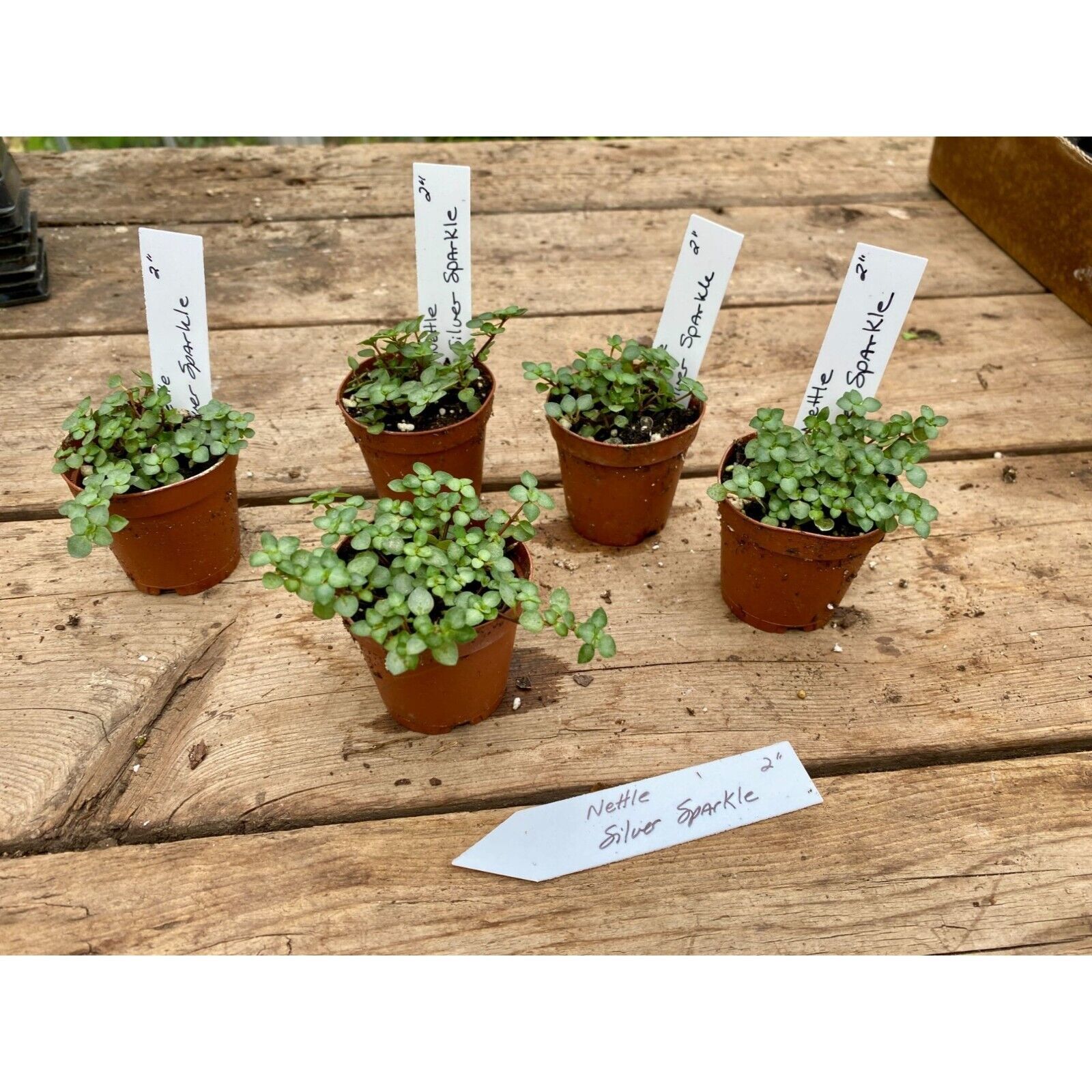 Nettle or Solanum elaeagnifolium Silver Sparkle 2" Pot Live Plant