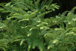 Dawn Redwood quart pot (Metasequoia glyptostroboides) image 4