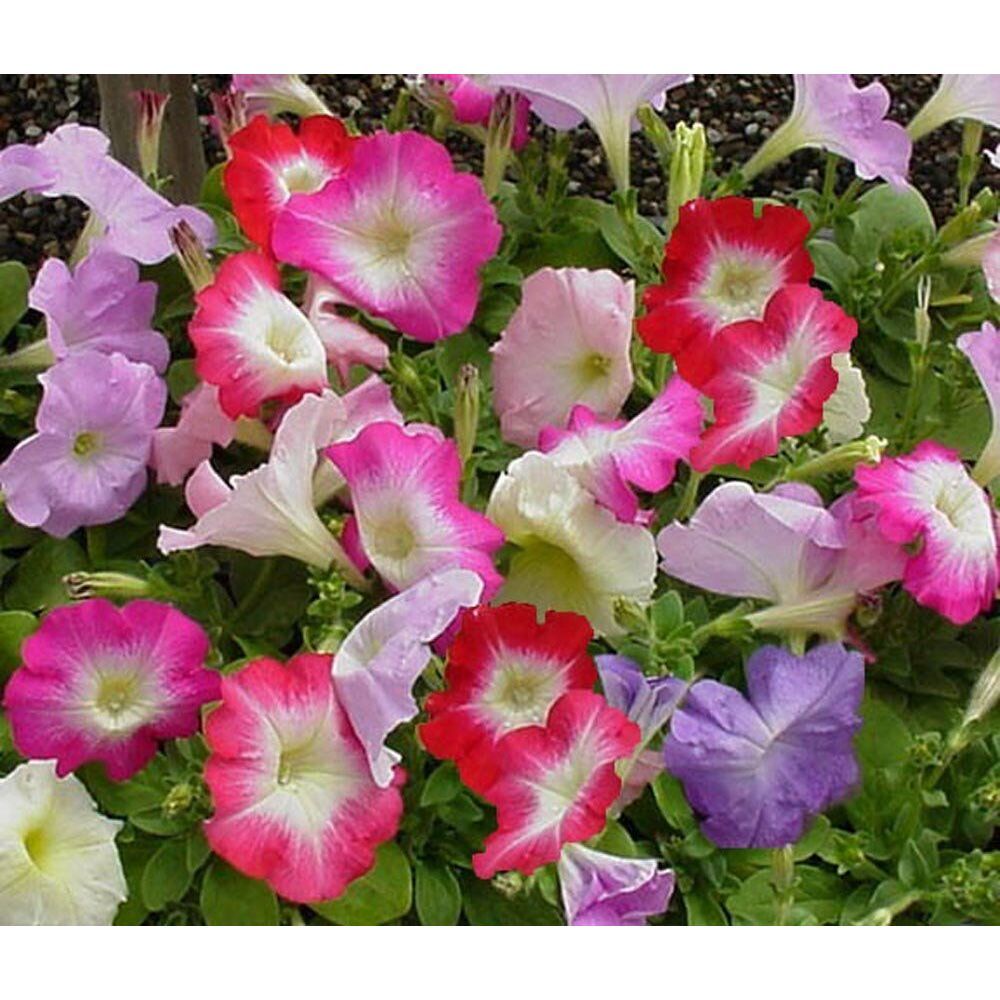 Petunia Pelleted Candypops Concord Spring Mix Flower 50