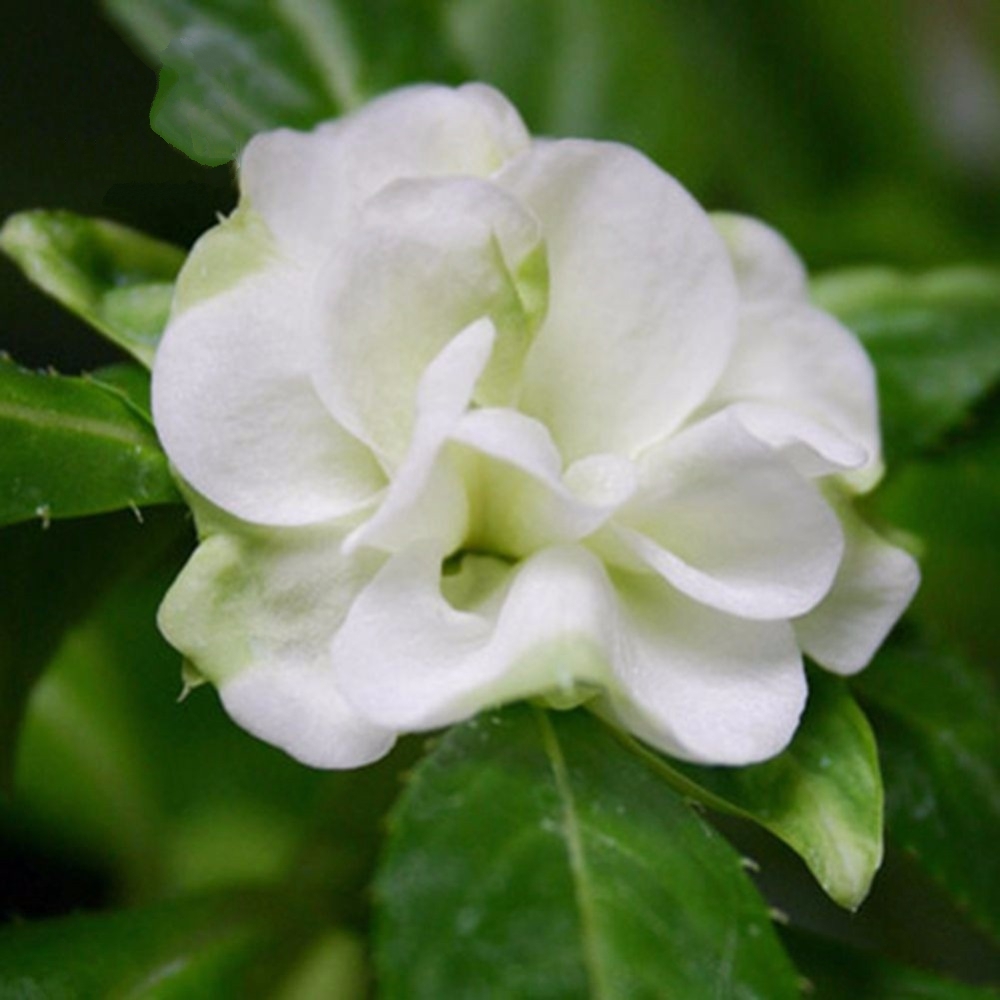 40 White Garden Balsam Double Impatiens Flower Seeds For Garden Easy To