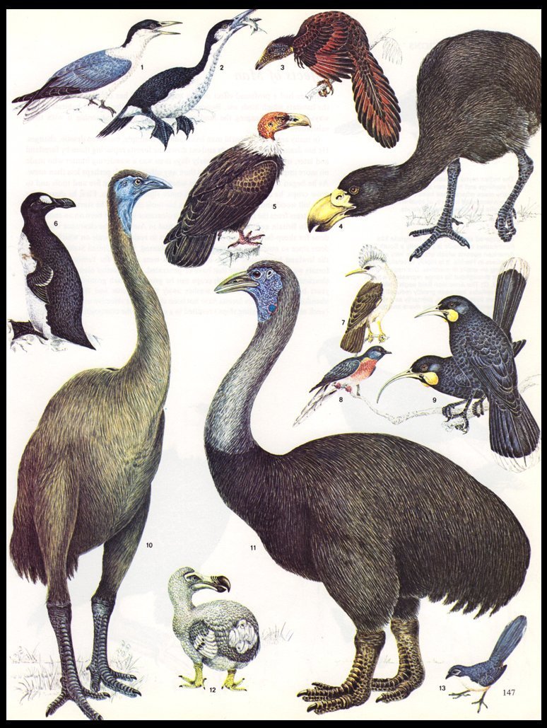 Extinct Birds Ornithology Art Print Collectible Vintage 1982 Home Decor ...