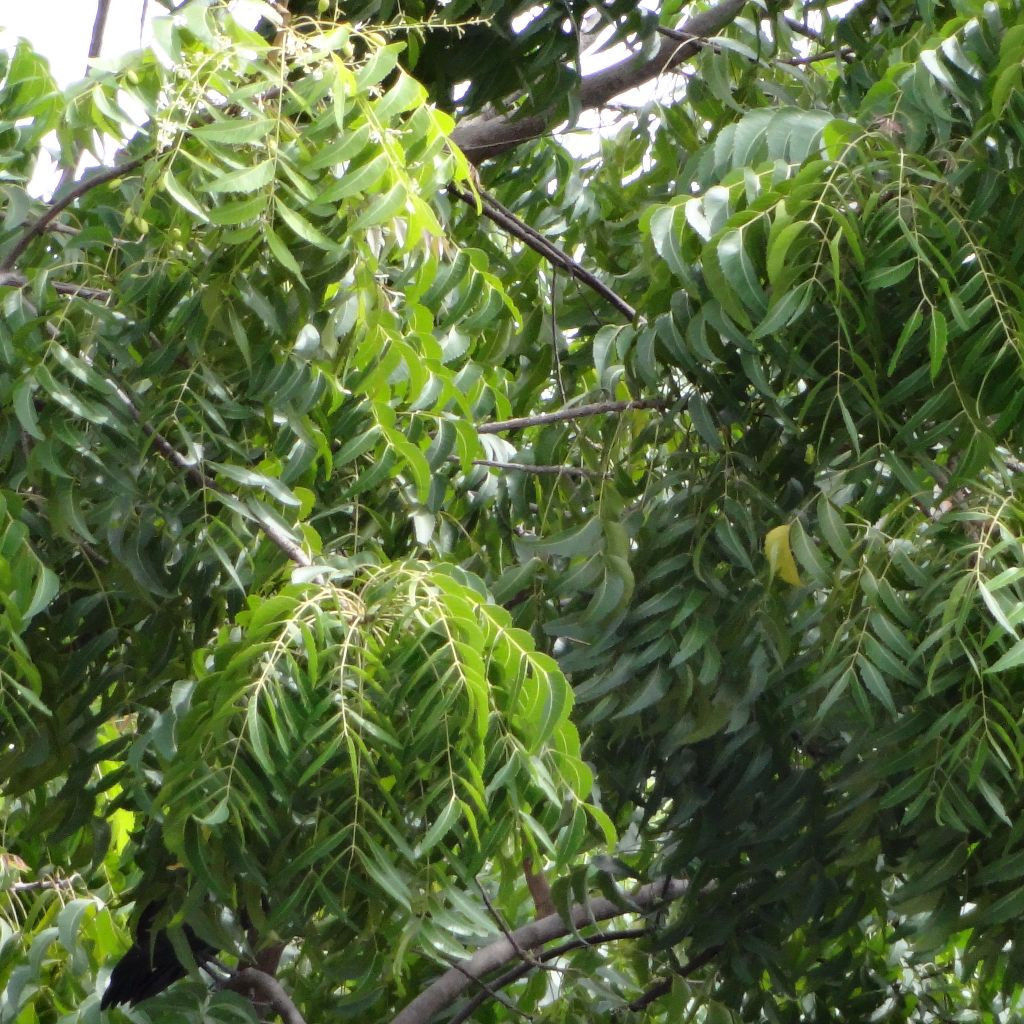 Neem Tree Seeds