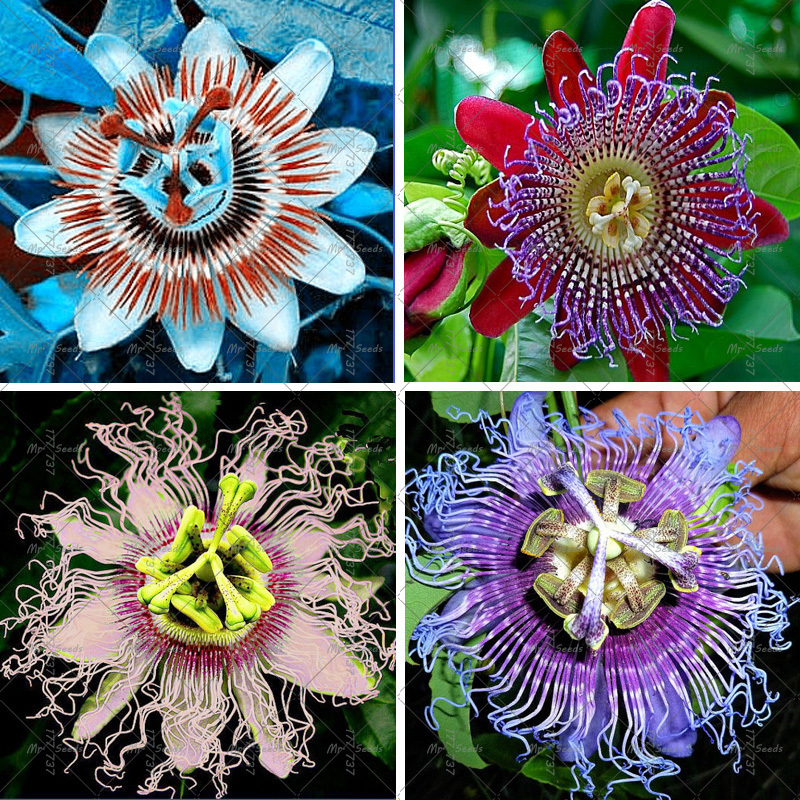 MIX 100 Seeds Passion Flower (Passiflora incarnata), Certified Pure