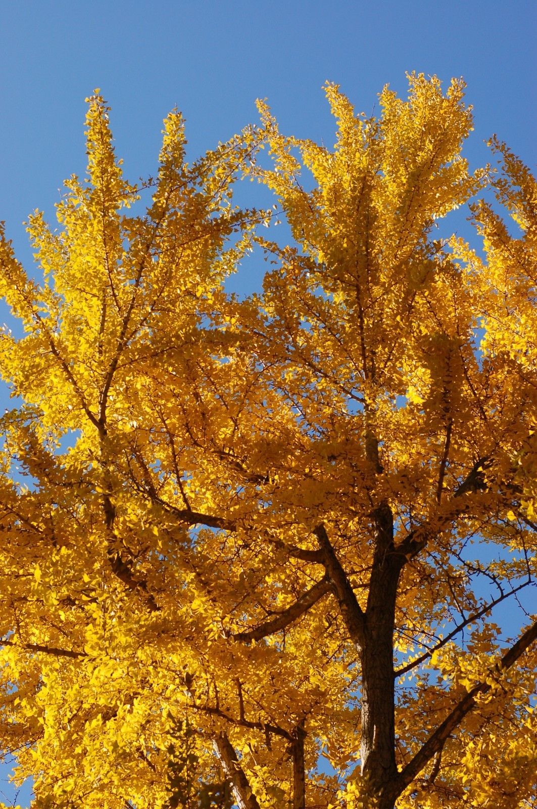 Ginkgo Tree - Maidenhair - Established Roots - 1 Gallon Trade Pot - 1 ...