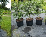 Strawberry Guava - Cattley Red - Grafted Guava Tree 7 Gal Potted Tree - £159.06 GBP