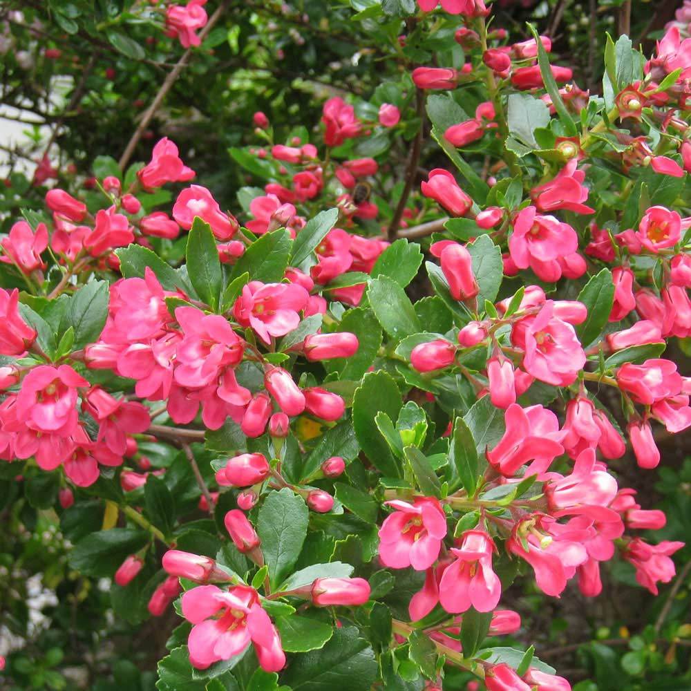 Live Escallonia (pink) aka Escallonia exon. ‘Fradesii’ Plant Fit 5