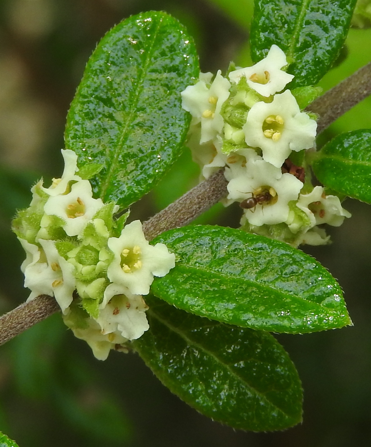 Meujean Tea Nashia inaguensis Bahama Berry Moujean Mounjean Tea Live ...