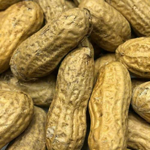 the peanut shell stuffed animals