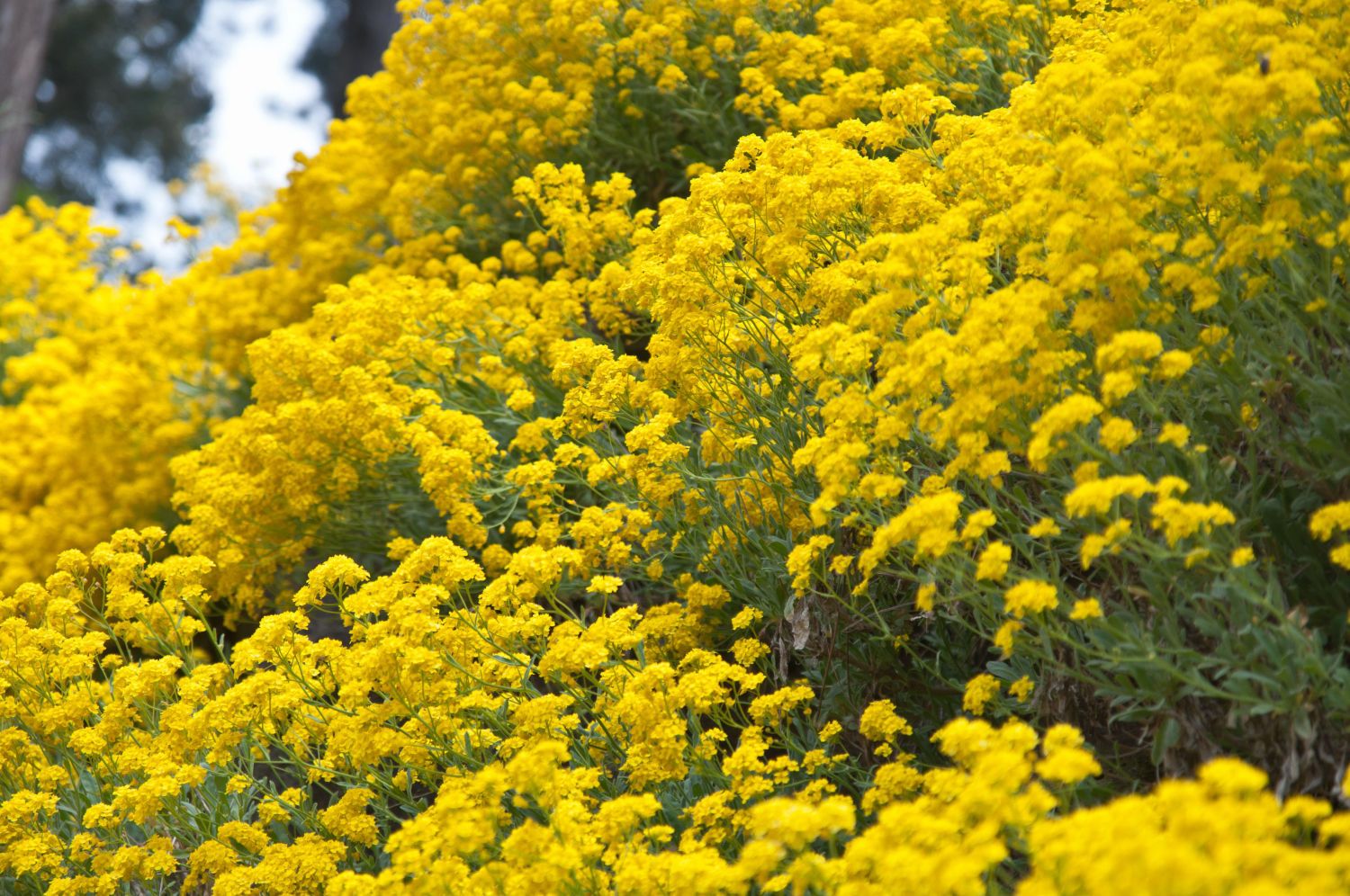 Желтые Цветы Для Дачи Многолетники