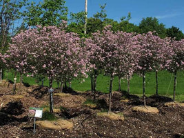 2 Crimson Diablo Ninebark Shrub 2.5" pot image 4
