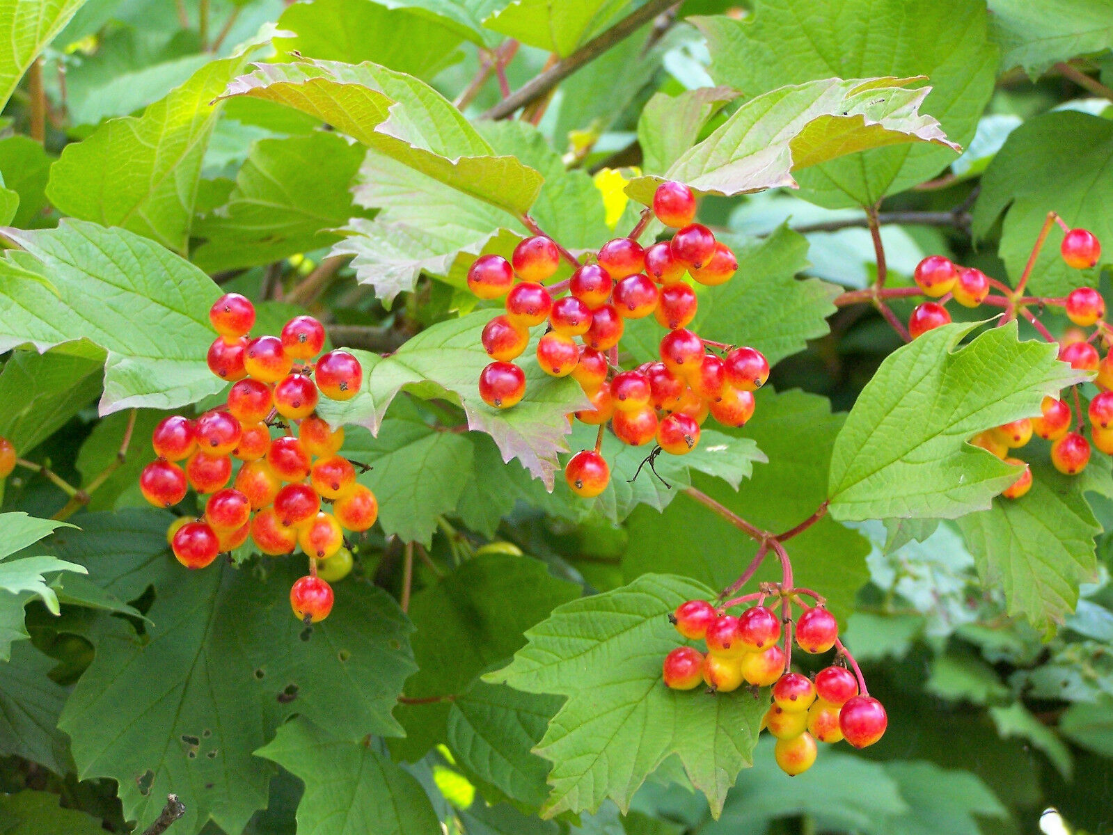 20 AMERICAN HIGHBUSH CRANBERRY Viburnum Trilobum Red Fruit Shrub Seeds ...