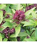 SHIPPED FROM US 600+SIAM QUEEN BASIL Flowering Herb Sweet Fragrant Seeds... - $17.00