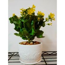 Kalanchoe Blossfediana Live Plants - Yellow #STR11 - $70.17
