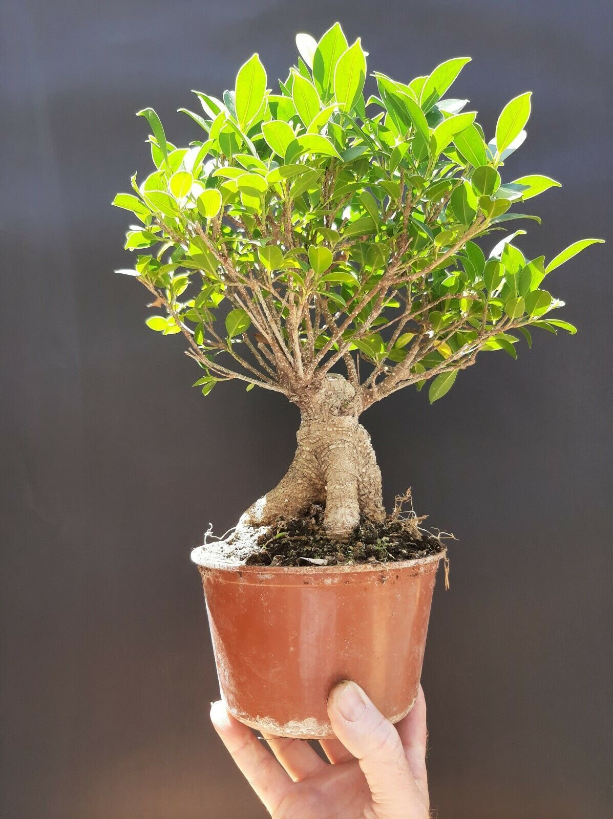 ficus microcarpa mini