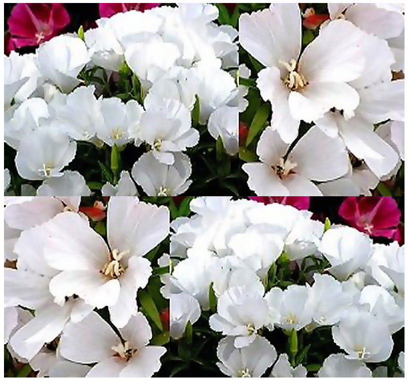 3,000 GODETIA DWARF WHITE Flower Seeds - Clarkia amoena - Perennial Seeds