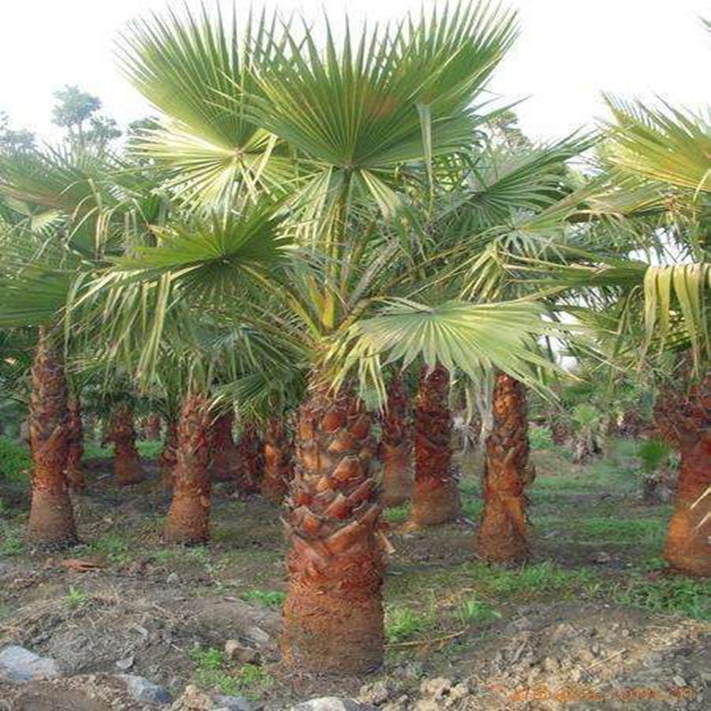 100pcs Palm Tree Seed Organic High Quality Saw Palmetto Seed for Home