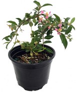 Barbados Cherry Tree   -  Malpighia Emarginata Plant in a 4&quot; Pot - $29.65