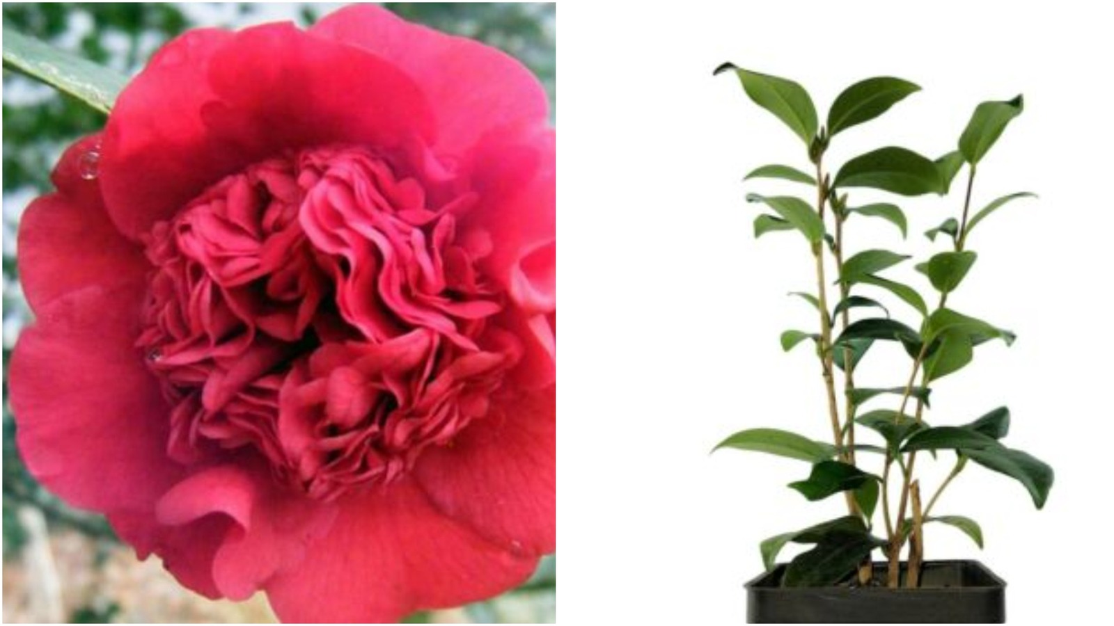 Professor Sargent Red Camellia Japonica - Live Plant - Quart Pot