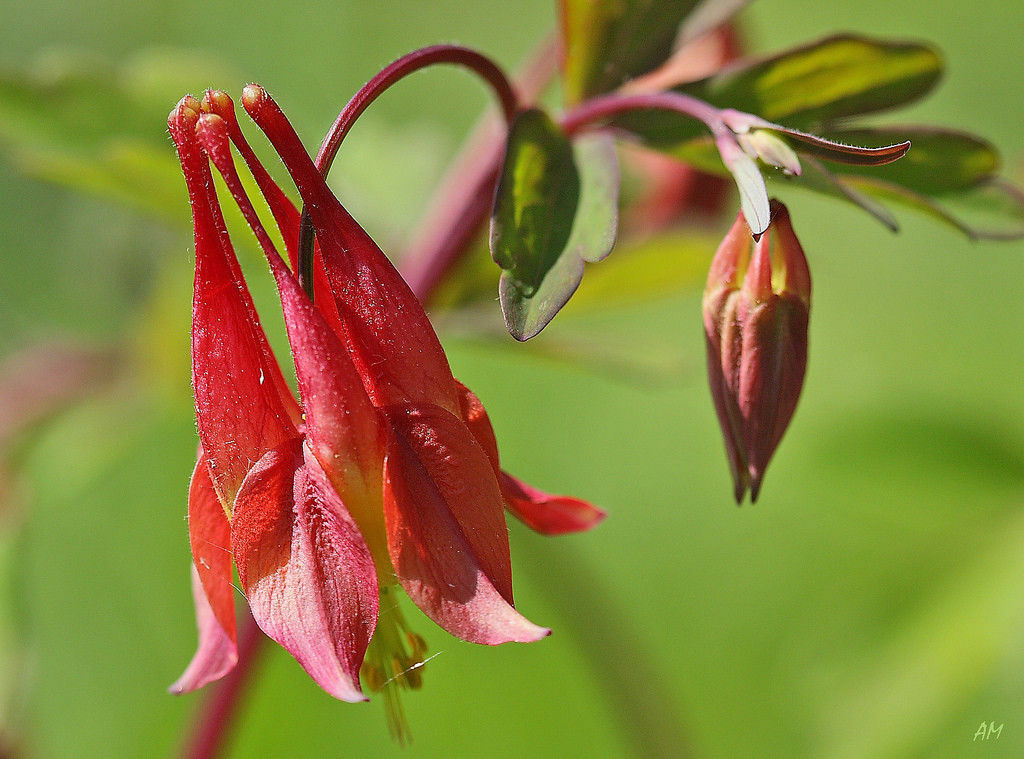 55 Seeds Wild Red Canadian Columbine Perennial Flower