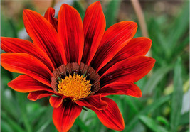 30 SEEDS Gazania Fire Red Petals Black Stripe Color Centre Perennial Flower Seed - $11.18