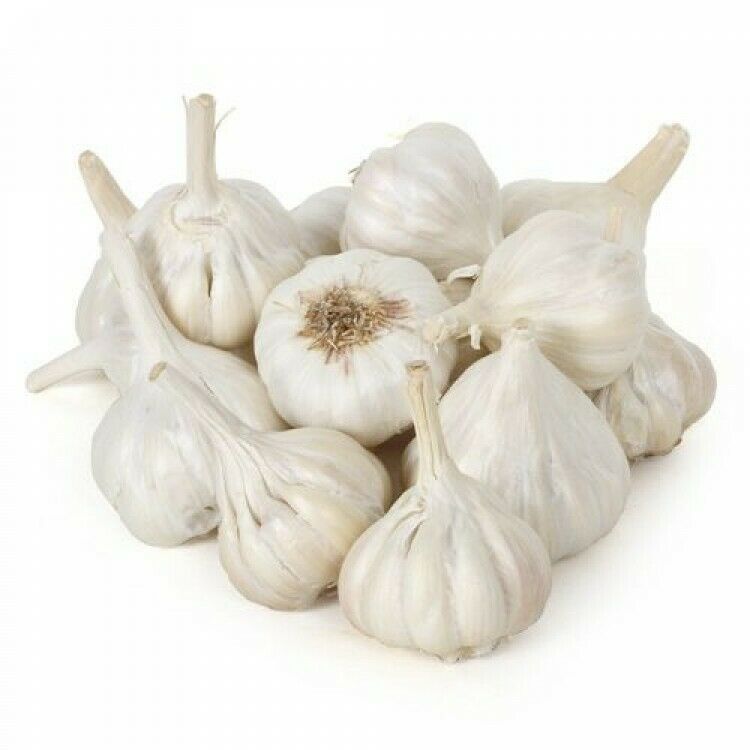 Fresh 12 Jumbo Garlic Bulbs Single