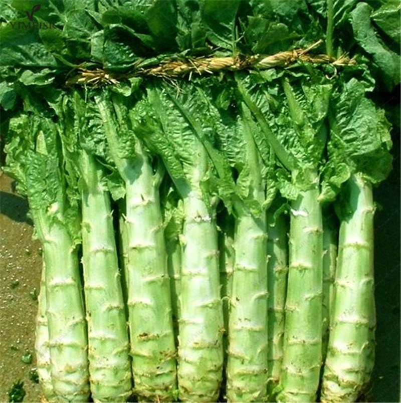 Super 100 Seeds Asparagus Lettuce Chinese Celtuce Big Stem Celery