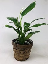 Peace Lily Plant 'Spathyphyllium' in Basket Vase - $25.47