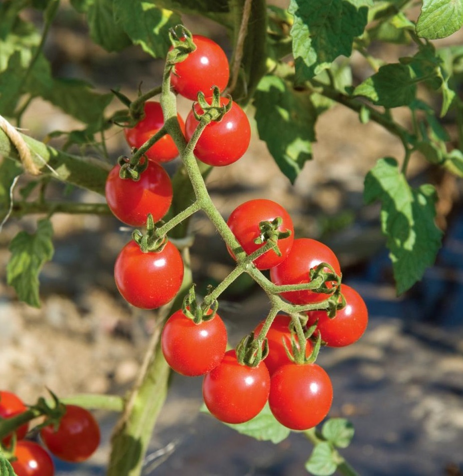 40 Organic - Florida Everglades Tomato Fresh Seeds - Seeds & Bulbs