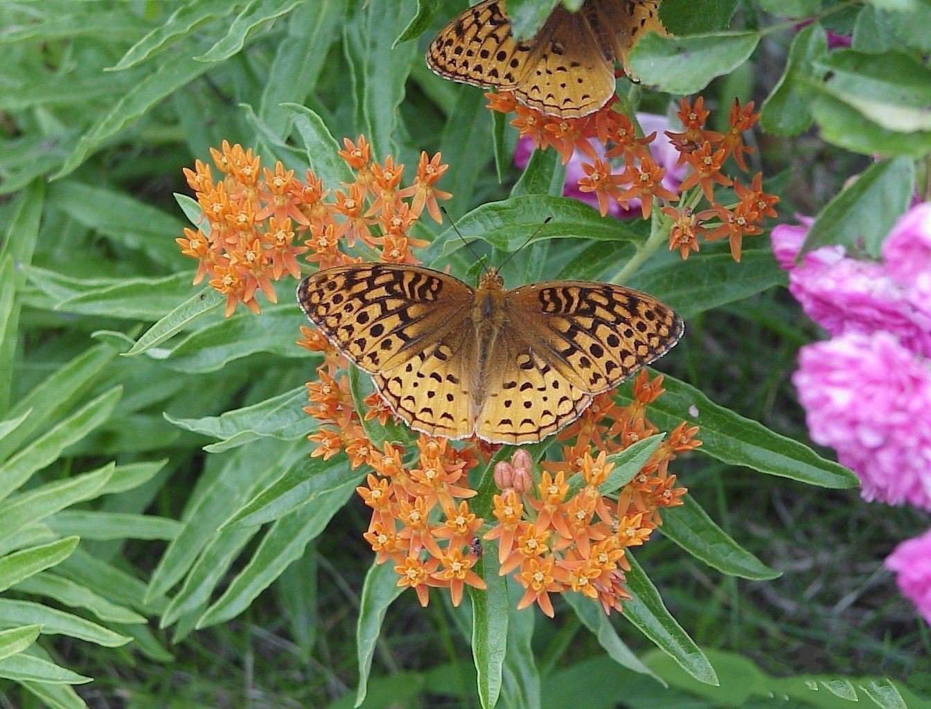 Butterfly Weed flowers (100 Seeds) Trouble free Perennial,attracts butterflies Perennial Seeds