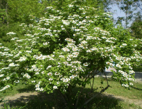 25 + wayfaring tree seeds (Viburnum lantana ) Ornamental Shrub I76 - Seeds