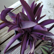 Purple Heart Plant, Tradescantia Pallida, Purple Wandering Dude, 2" house plant image 2