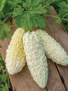 White Bitter Gourd Seeds Pack For Home And 50 Similar Items