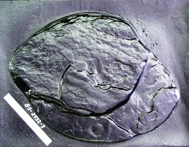 Giant Fieldstone Stepping Stone Mold 24"x28"x3" Make Concrete Wall Rock #GS24283 image 7