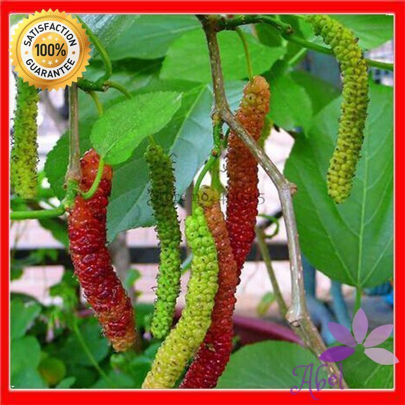 50 Seeds Big Long Mulberry Fruit Tree Seeds - Fructus Mori Edible ...